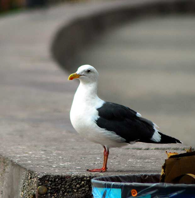 Western Gull, Santa Monica Pier