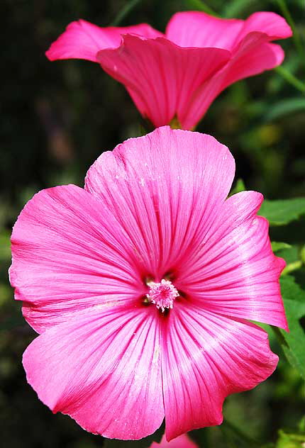 Pink Geometry 