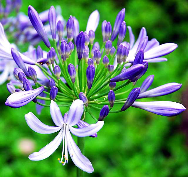 Agapanthus (Lily of the Nile)