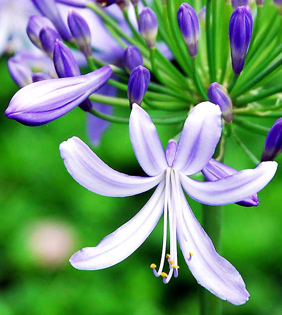 Agapanthus (Lily of the Nile)