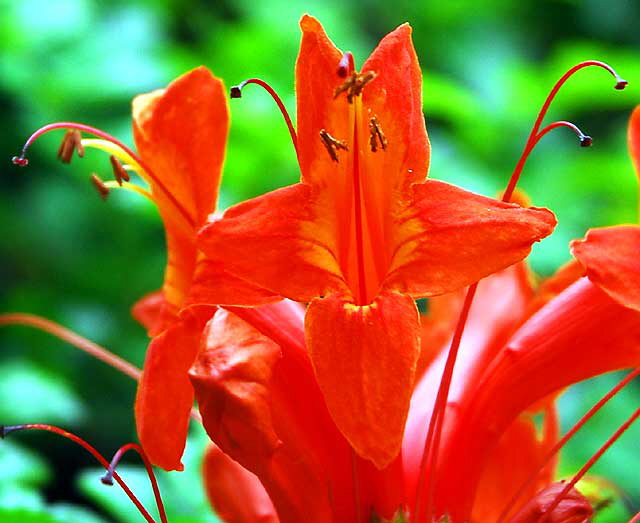 Orange Honeysuckle