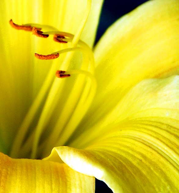 Common Daylily, close-up 