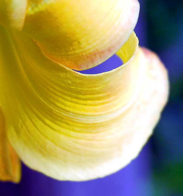 Common Daylily, close-up 