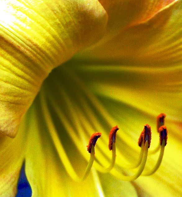 Common Daylily, close-up 