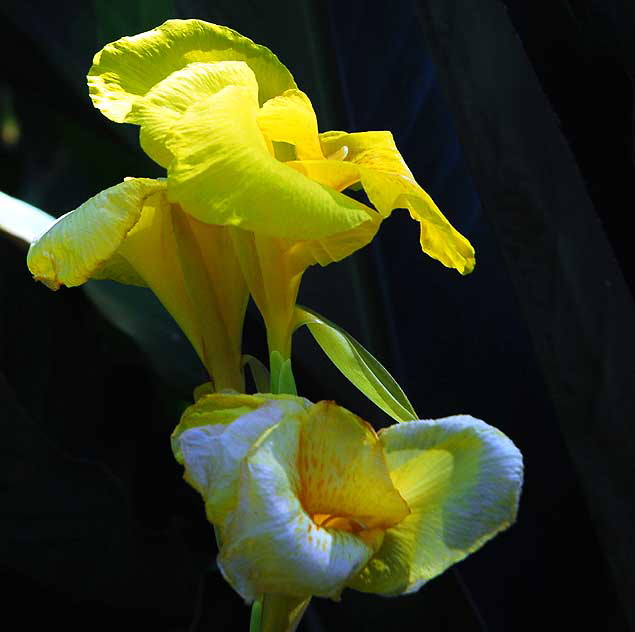 Canna (Canna lily)