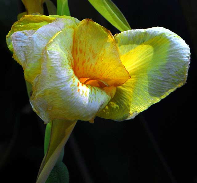 Canna (Canna lily)