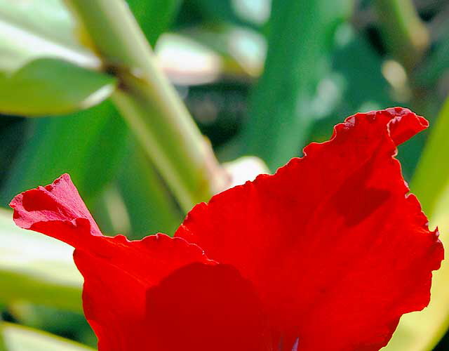 Canna (Canna lily)