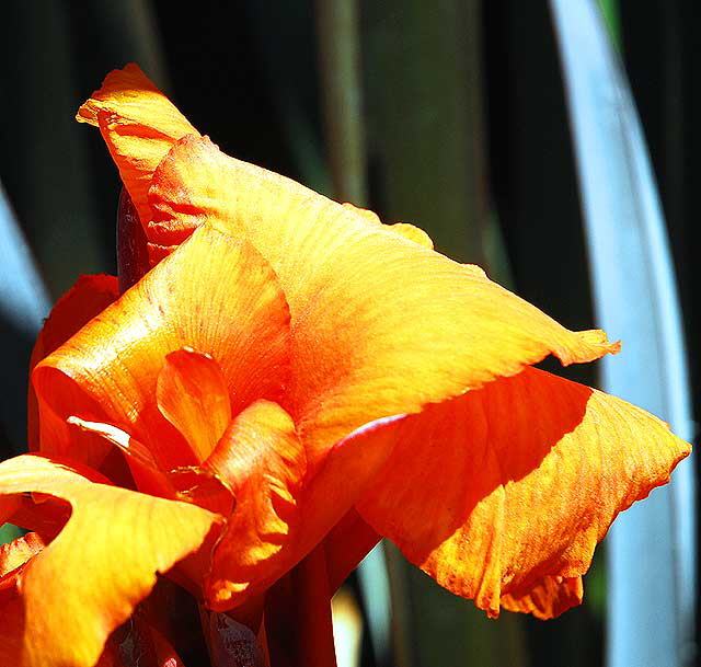 Canna (Canna lily)