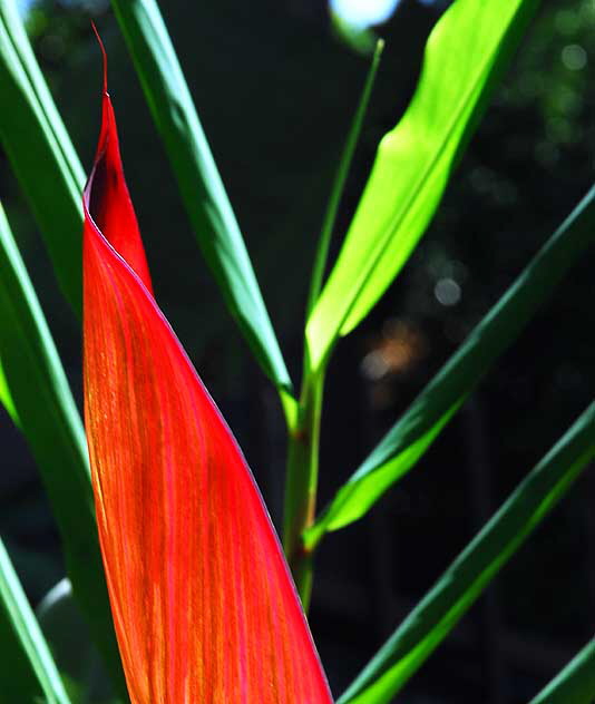 Canna (Canna lily)