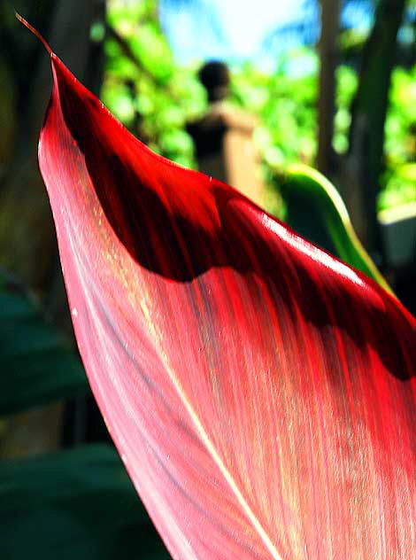 Canna (Canna lily)