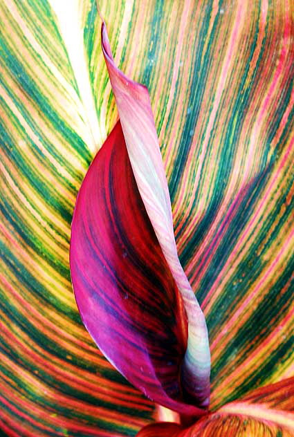 Canna (Canna lily)