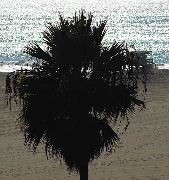 Santa Monica Palm