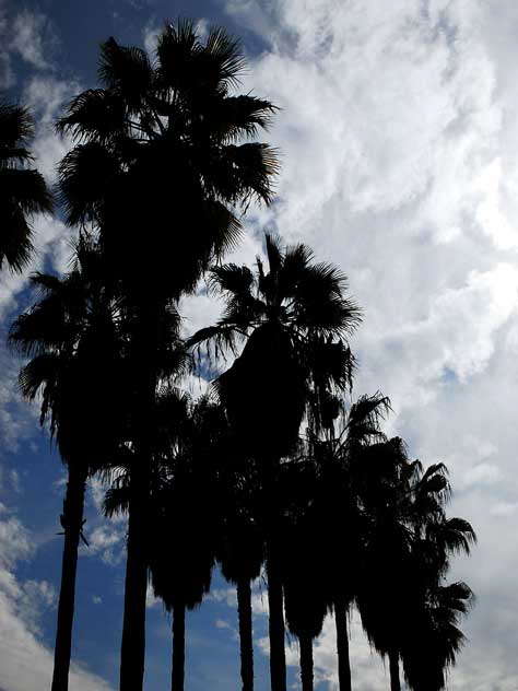 Double row of palms in the courtyard of the Egyptian Theater, Hollywood Boulevard 