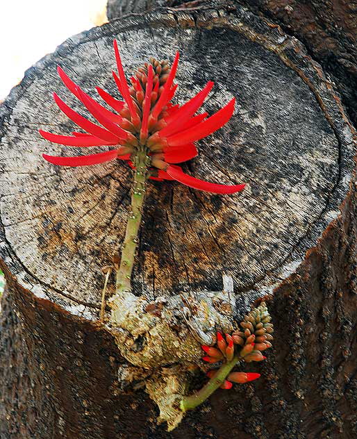 Coastal Coral Tree (Erythrina caffra)