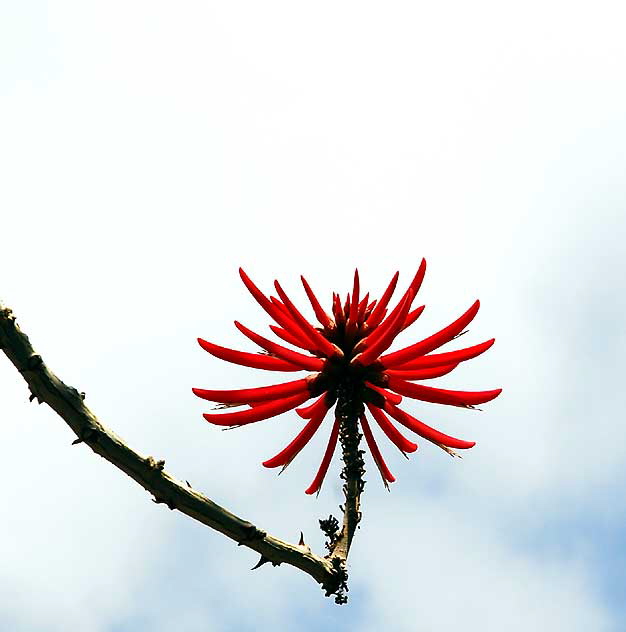 Coastal Coral Tree (Erythrina caffra)