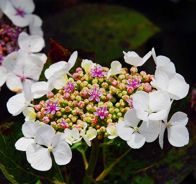 Laurel Blossoms