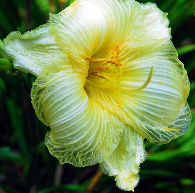 Sun-blasted Daylily 