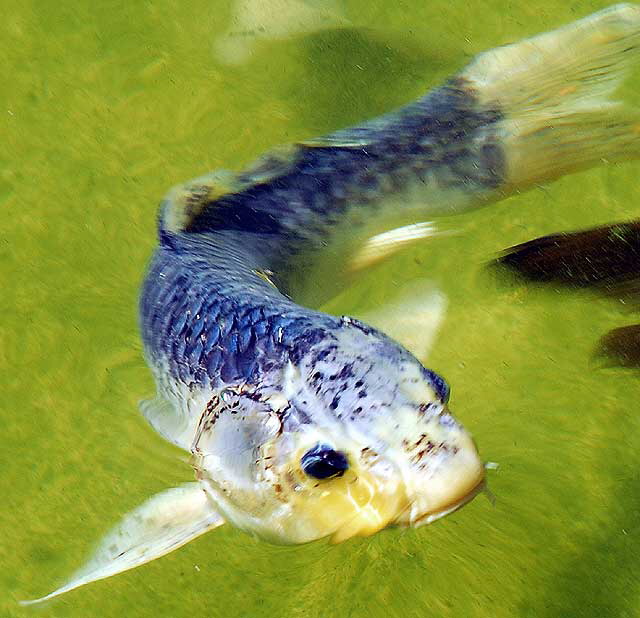 Koi pond in the gardens of Greystone Mansion, Saturday, August 7, 2010