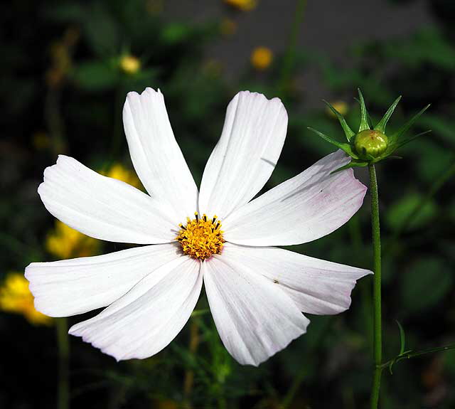 Shasta Daisy, West Hollywood, Saturday, October 23, 2010