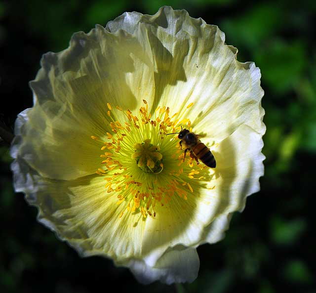 West Hollywood Garden, Saturday, April 9, 2011