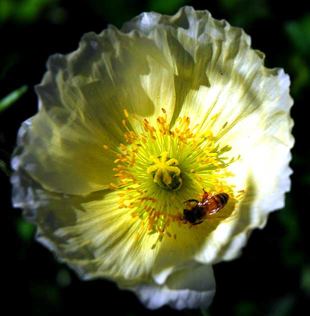 West Hollywood Garden, Saturday, April 9, 2011