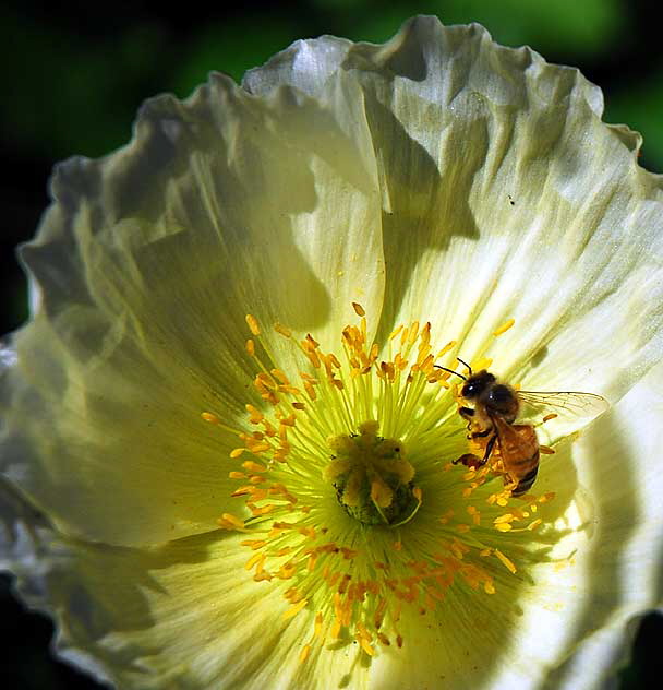 West Hollywood Garden, Saturday, April 9, 2011