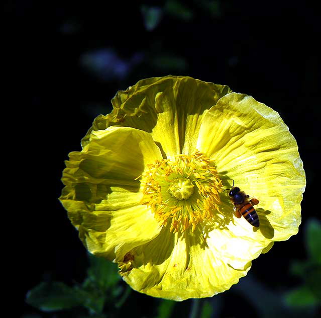 West Hollywood Garden, Saturday, April 9, 2011