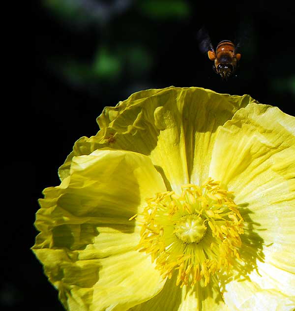 West Hollywood Garden, Saturday, April 9, 2011