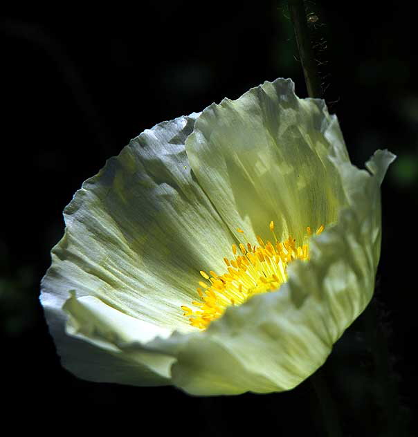 West Hollywood Garden, Saturday, April 9, 2011