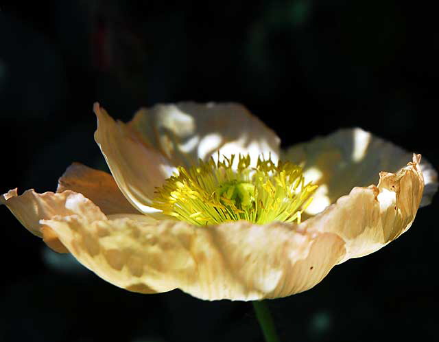 West Hollywood Garden, Saturday, April 9, 2011