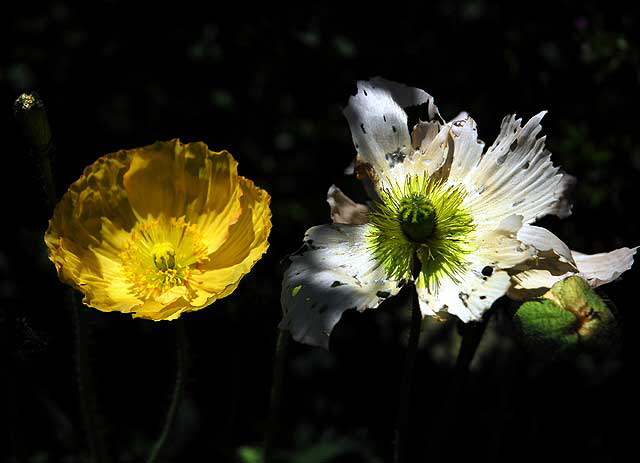 West Hollywood Garden, Saturday, April 9, 2011