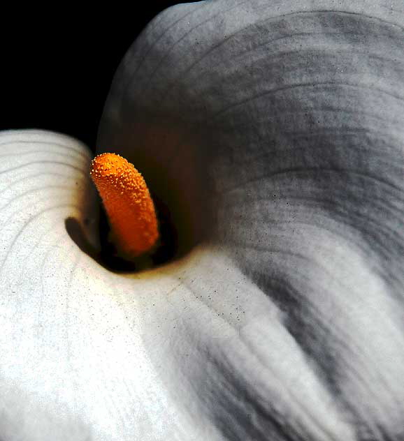 Calla Lilly