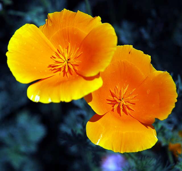 California Poppy (Eschscholtzia californica)