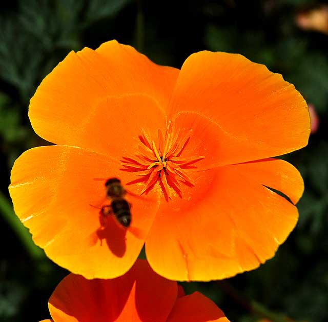 California Poppy (Eschscholtzia californica)