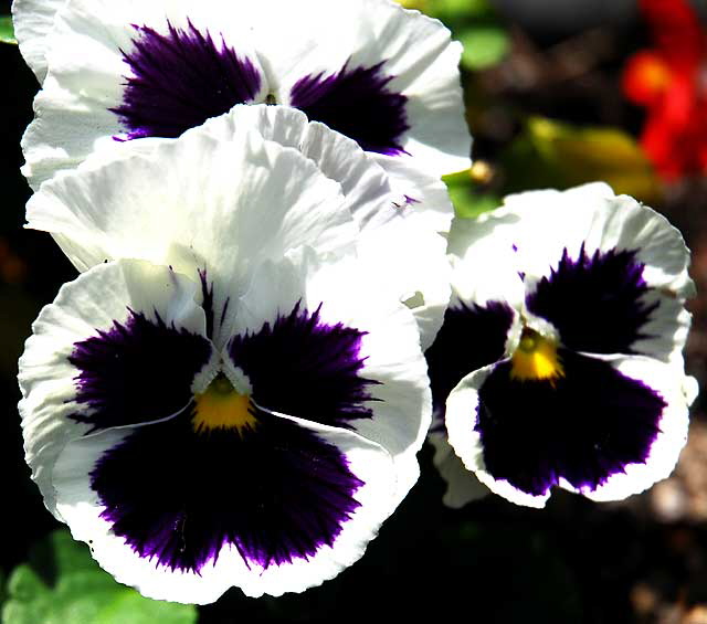 Pansy