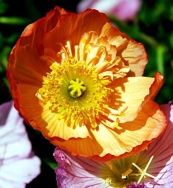 Poppy, in close