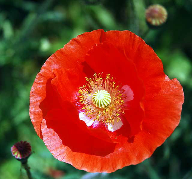 Poppy, in close