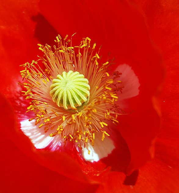 Poppy, in close