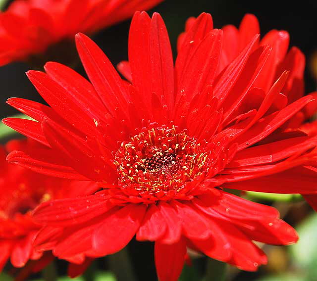 Red Daisy