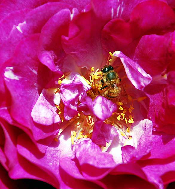 Rose/Bee