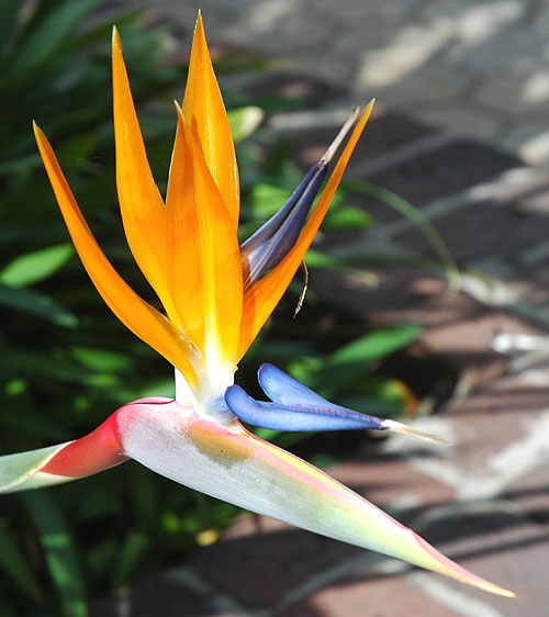 Strelitzia reginae - the Official Flower of the City of Los Angeles