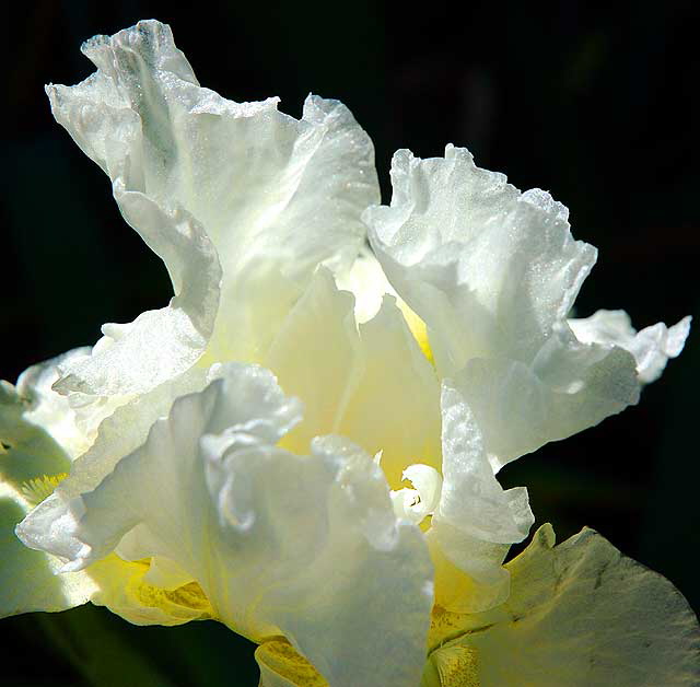 Bloom in the gardens of Greystone Mansion, Beverly Hills, February 2, 2008