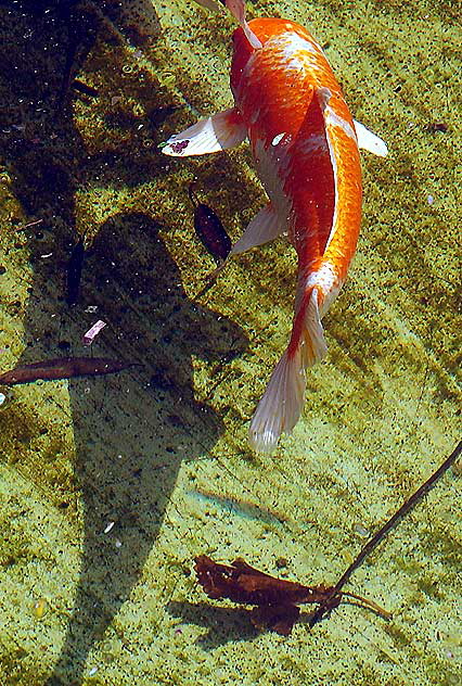 Golden Koi