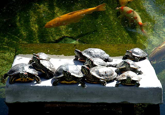 Turtles sunning at the Willow Pond, Greystone Mansion, Beverly Hills