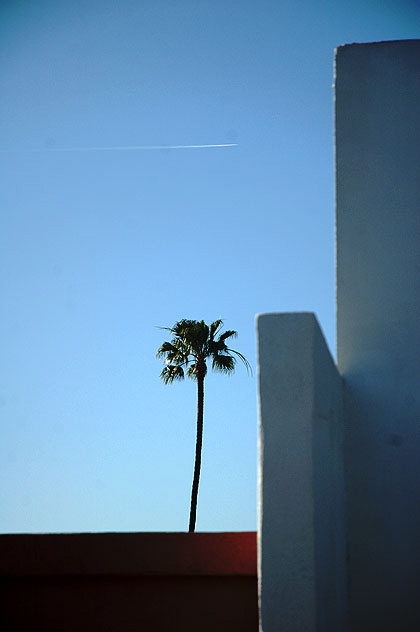 Contrails - Palm Tree 