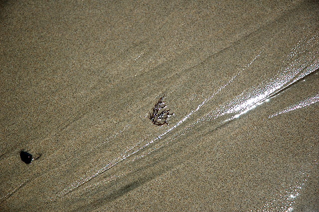 Beach Sand, Dockweiler Beach, Los Angeles