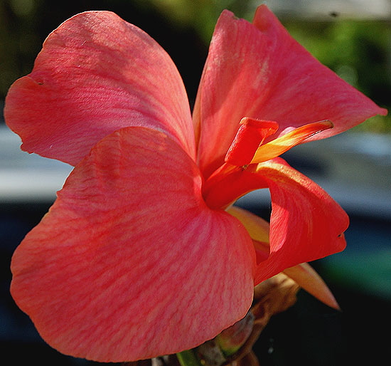 Red Calla Lily - long light and shadows