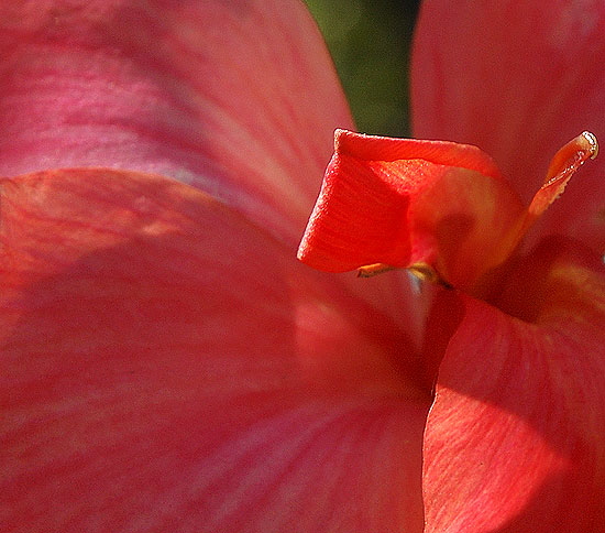 Red Calla Lily - long light and shadows