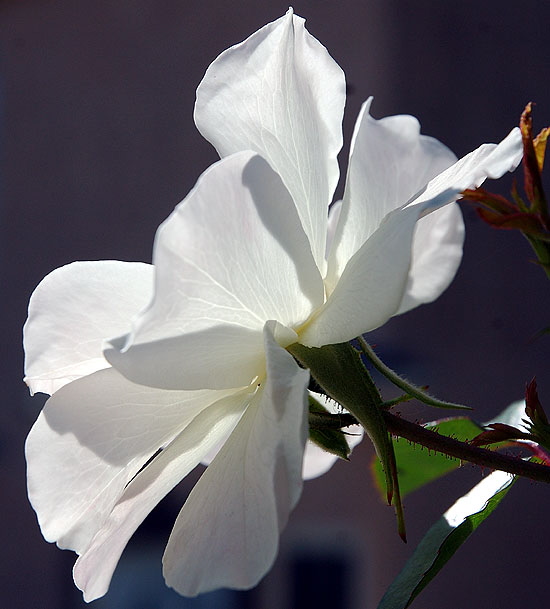 White rose with backlighting