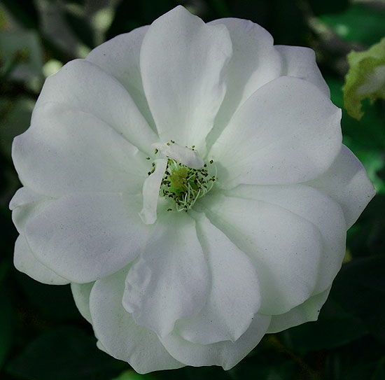 White rose in shadow